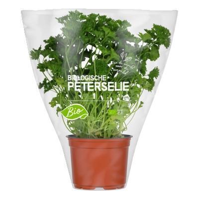 Peterselie (plantenpot) (stuk)