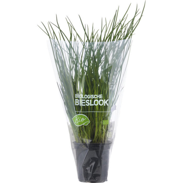 Bieslook (plantenpot) (stuk)