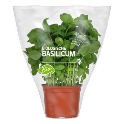 Biologische basilicum (stuk)