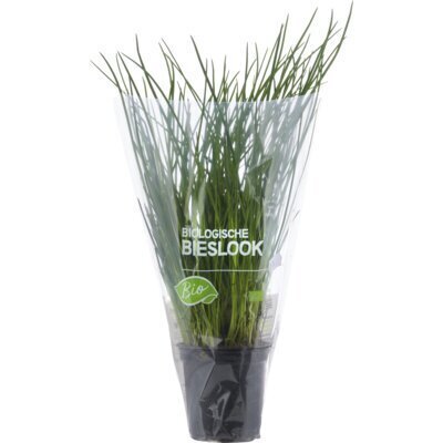 Bieslook (plantenpot) (stuk)
