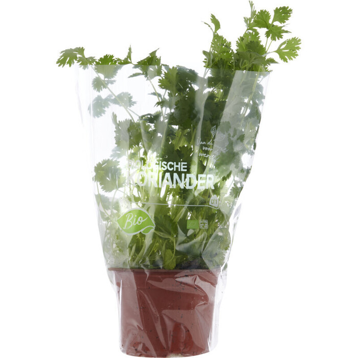 AH Biologisch Koriander plantje in pot (stuk)