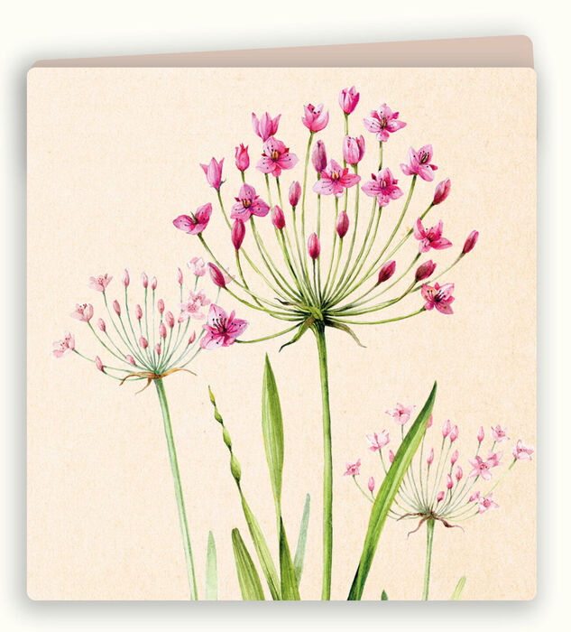 Kaart zwanenbloem