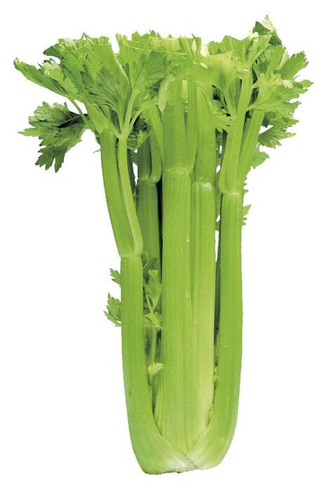 Bleekselderij