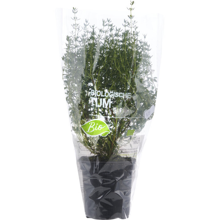 AH Biologisch Tijm plantje in pot (stuk)